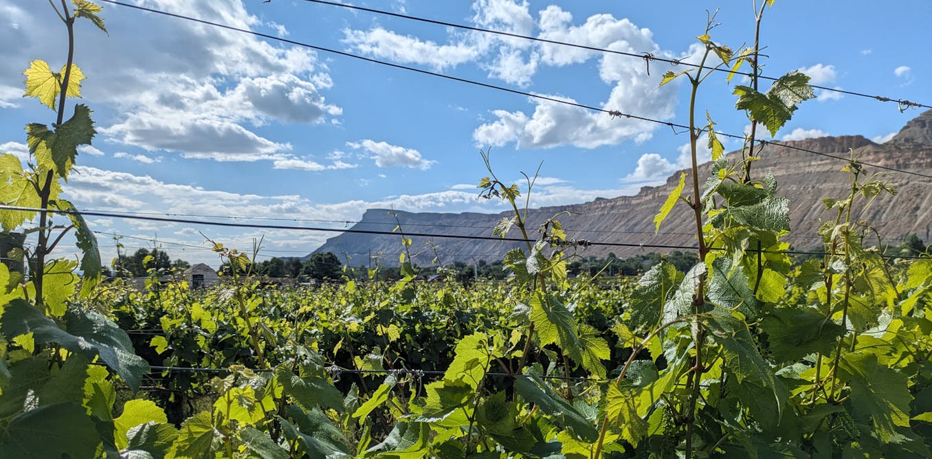 How a devastating grape pest is reshaping vineyards across Colorado’s Western Slope