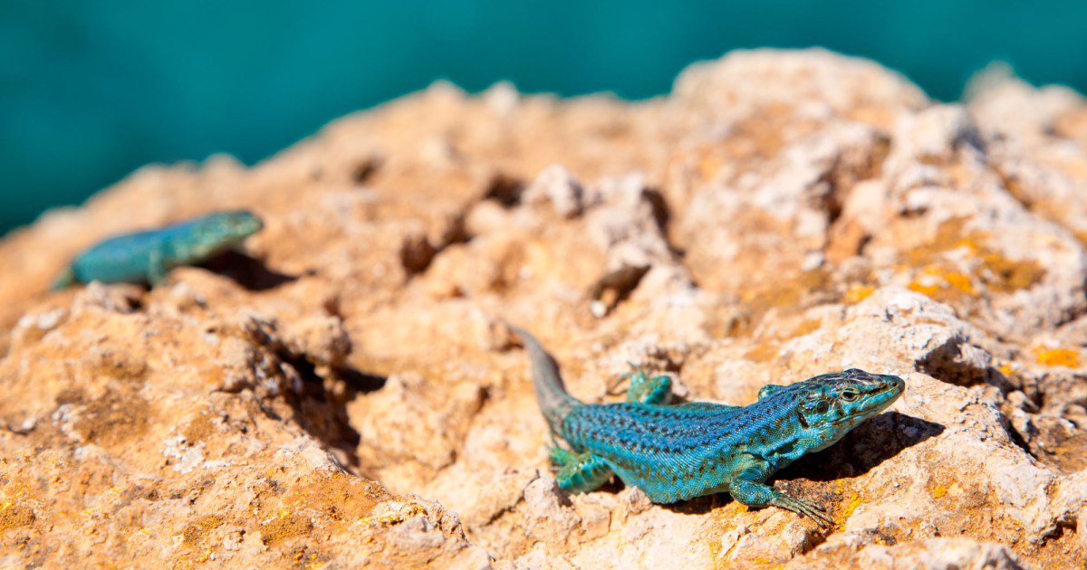 “This is a Tragedy”: Swimming Snakes Are Wiping Out These Beloved Balearic Lizards