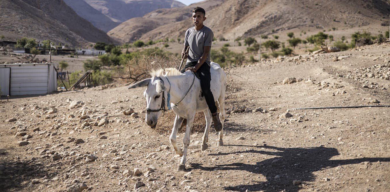 Donkeys are a symbol of endurance for Palestinians – they are also a target of settler violence and care