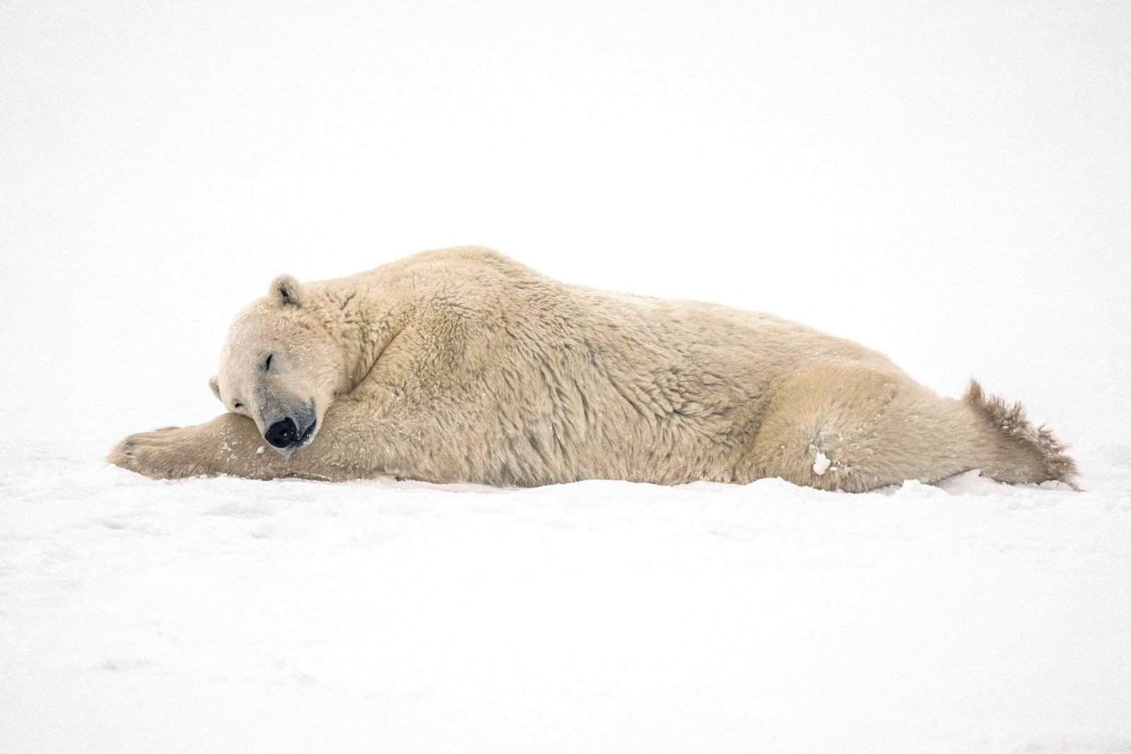 Polar bears fatten up with new diets amid ice loss