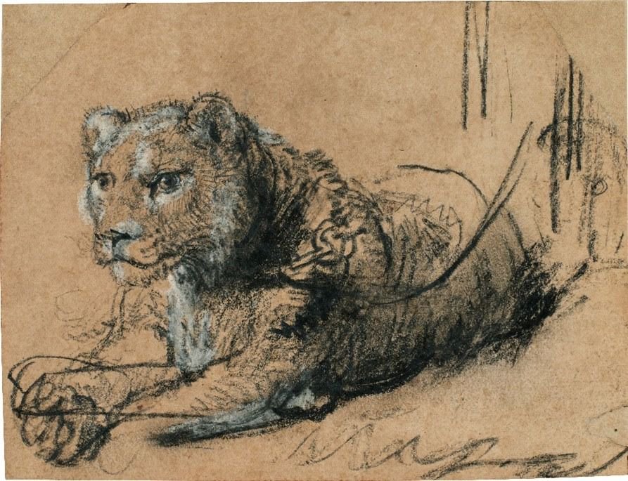 Rembrandt's 'Young Lion Resting' drawing on view in Saudi Arabia