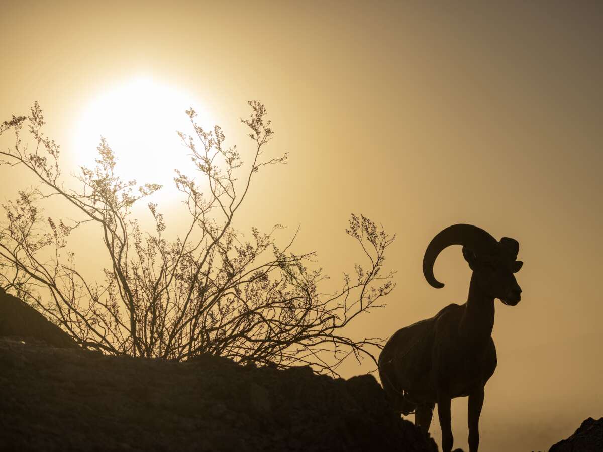 Trump Admin Guts Endangered Species Act to Prioritize Corporate Interests