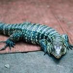 Georgia Asks Residents, Would You Mind Helping Us to Kill Some 4-Foot Invasive Lizards?