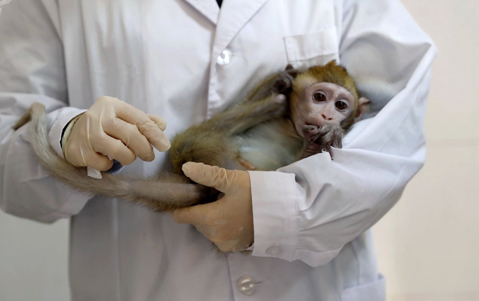 China's biotech boom drives up lab monkey prices