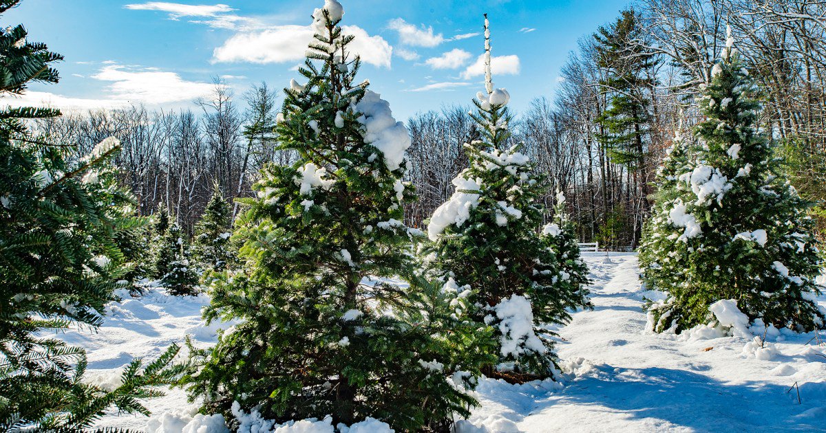 Climate Change Is Coming for Christmas