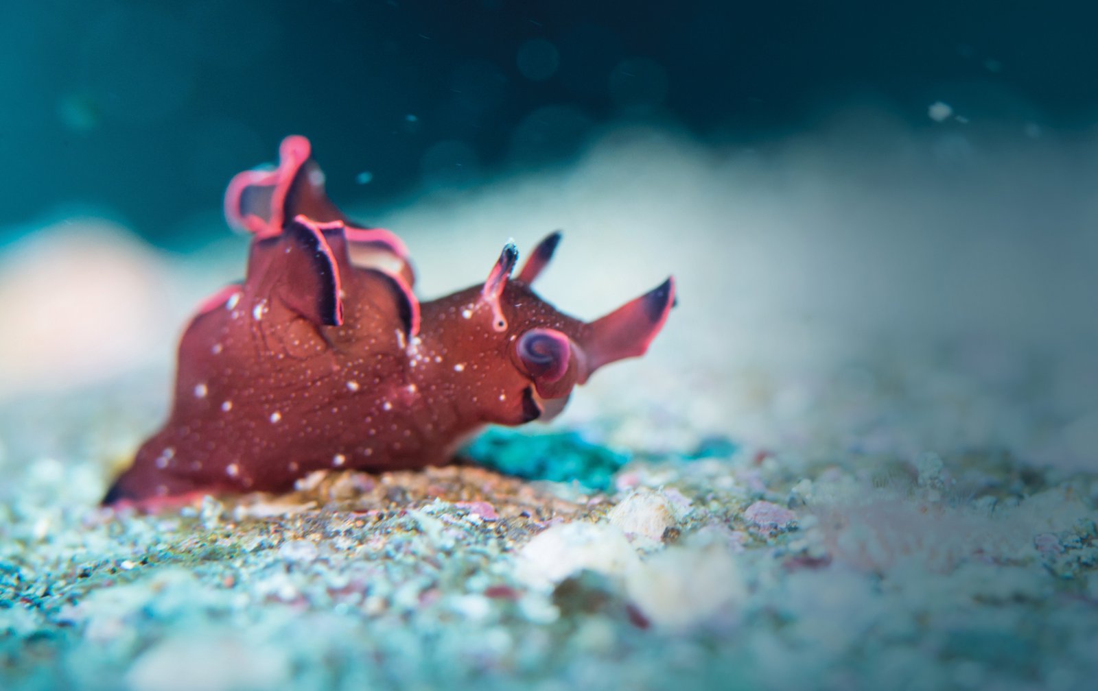 Why All Animals Are Sentient, and Machines Will Never Be