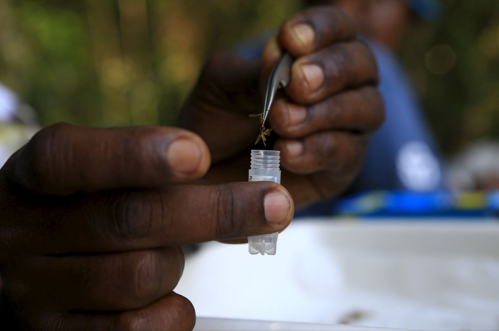 Catnip lotion found to be effective mosquito repellent in Uganda study