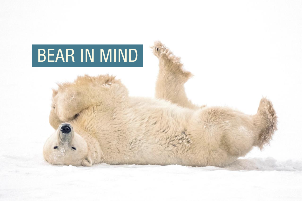 How AI-powered radars are helping protect polar bears, and humans