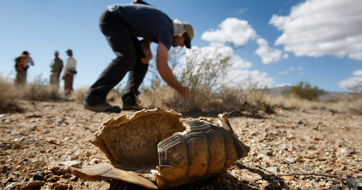 Tribes and Environmental Groups Sue to Block Trump’s Gutting of the Endangered Species Act