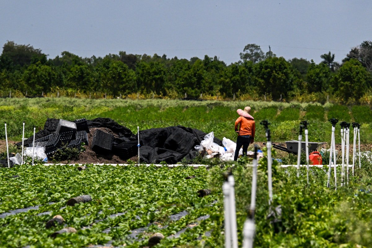 Trump Turns to Migrant Workers Amid Farm Labor Crisis