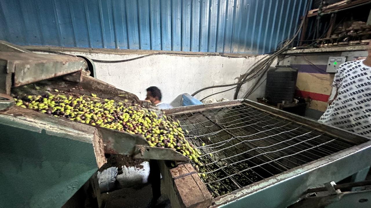 “We Estimate That Nearly One Million of Gaza’s 1.1 Million Olive Trees Have Been Destroyed”