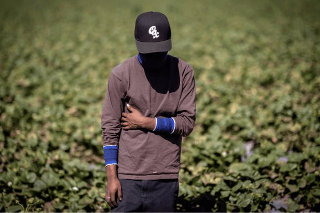 Lax Oversight, Few Inspections Leave Child Farmworkers Exposed to Toxic Pesticides