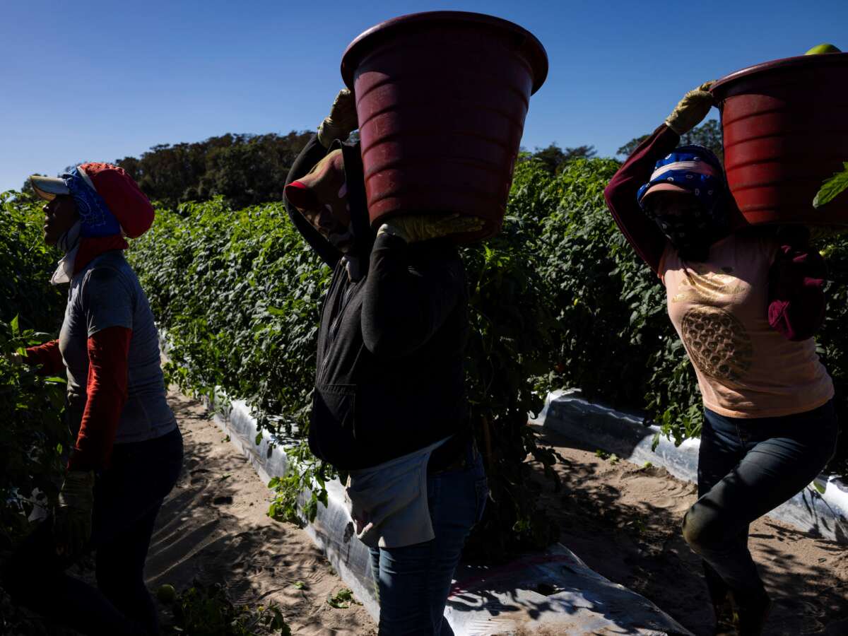 Florida Farmworkers Exposed to Scorching Heat and Pesticides