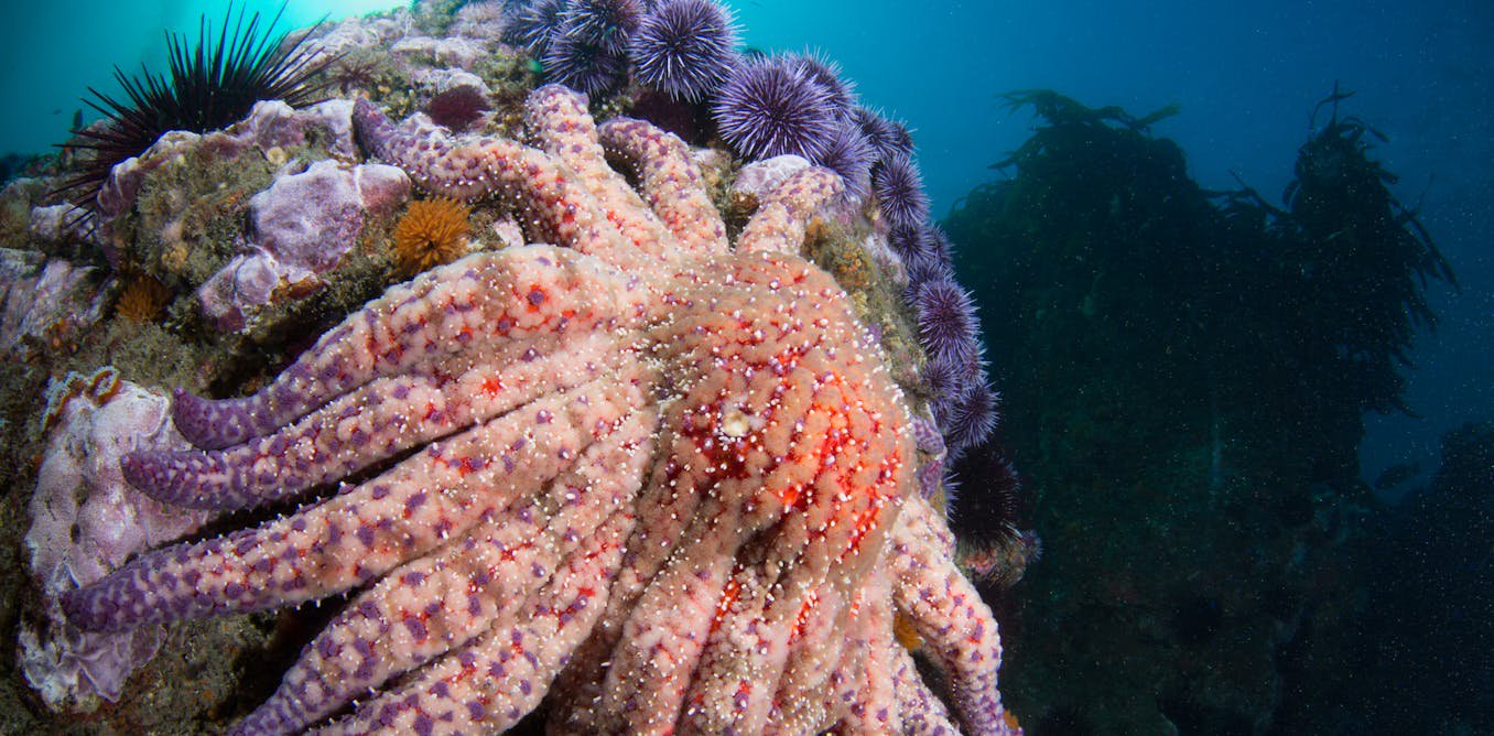 How sea star wasting disease transformed the West Coast’s ecology and economy