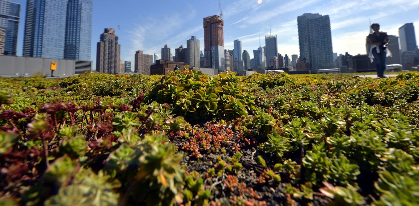 Green roofs can help cool cities in the summer heat, but building them is only the first step – many don’t survive