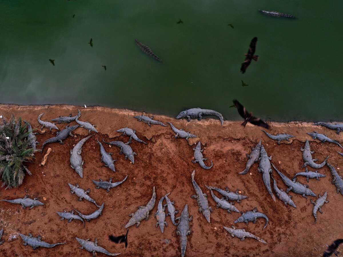 Israeli Plan for Crocodile Moat for Prison for Palestinians Blocked for Animal Welfare