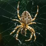 Newly Discovered Spider Uses a Web Catapult to Launch Ants Into the Air