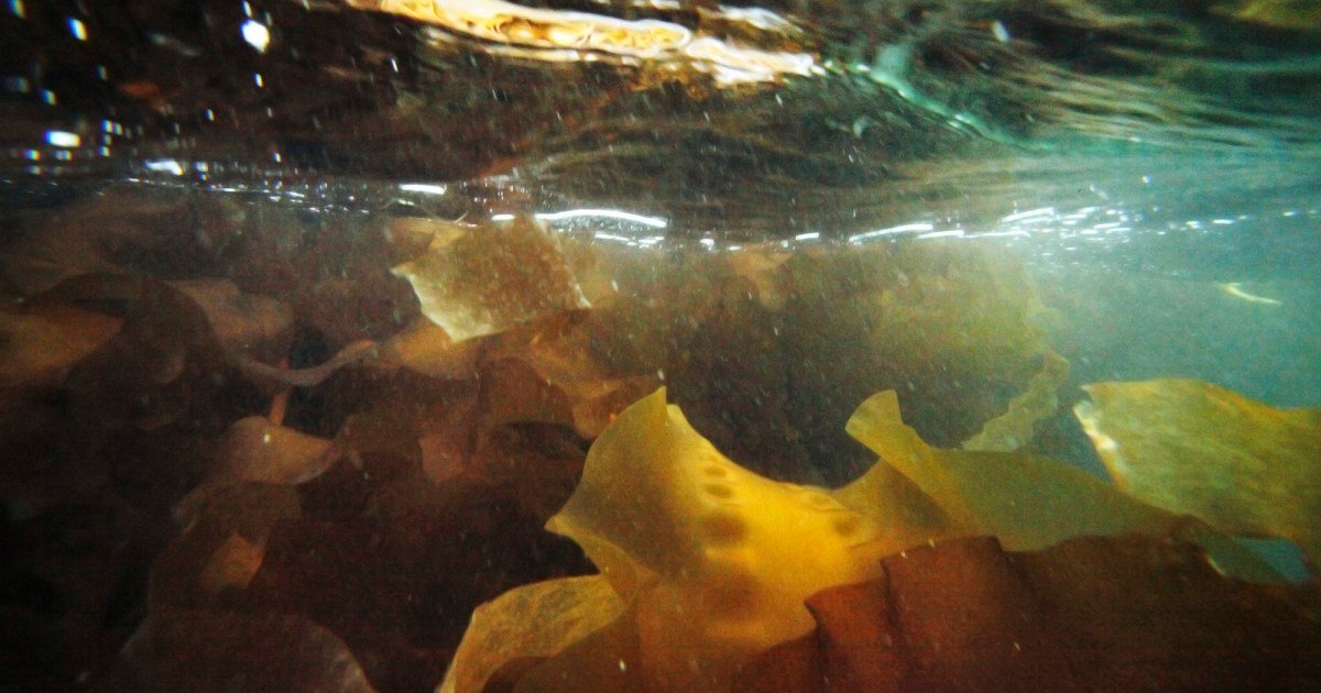 First, the Heat Killed Maine’s Kelp. Then an Invasive Algae Sealed Its Fate.