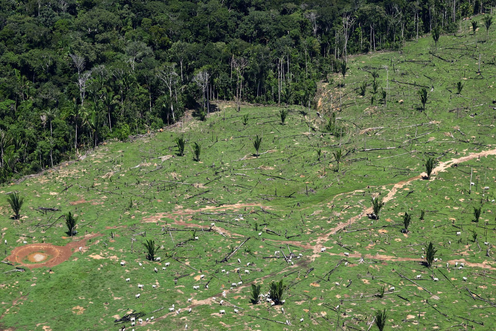 EIA reveals illegal logging operation in Brazil