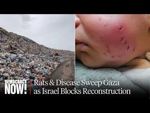 Gaza Faces Public Health Collapse Amid Rat Infestation & Disease as Israel Blocks Reconstruction