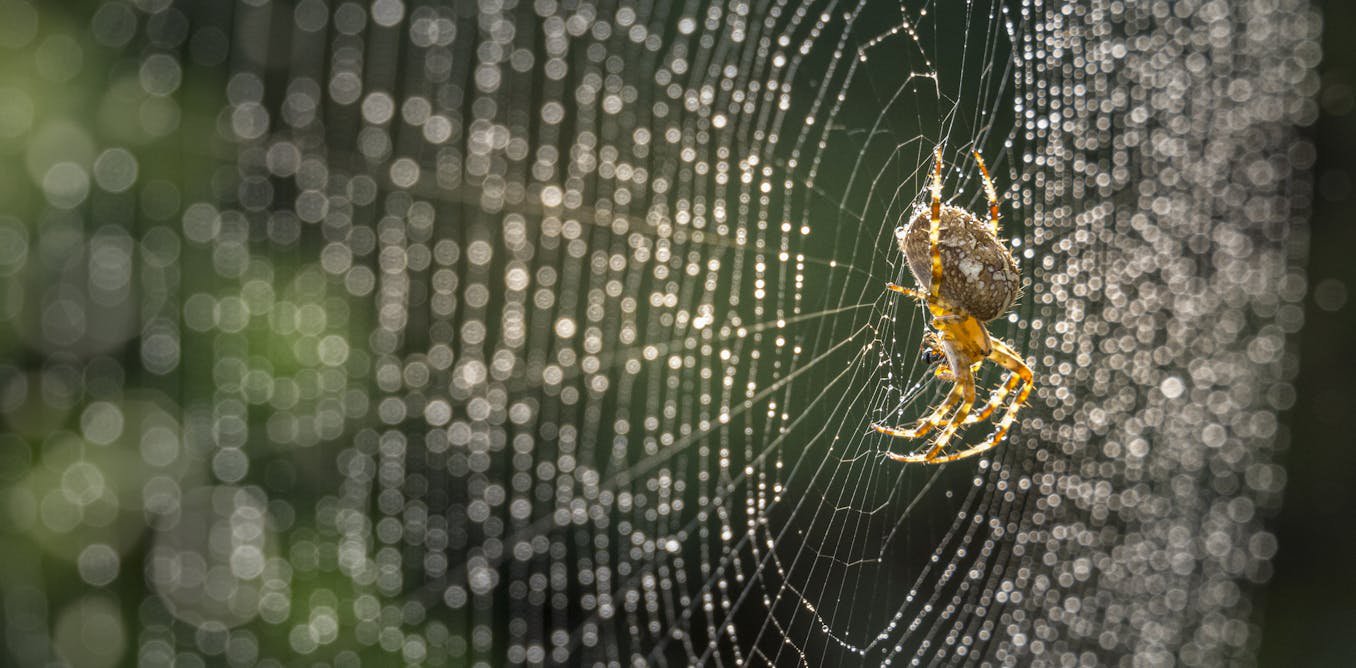 Producing spider silk is a biological feat – scientists are using it to develop materials for drug delivery and wound care