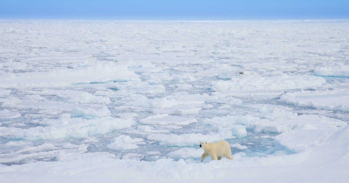 Scientists Find Polar Bear Genes Behave Differently According to Climate