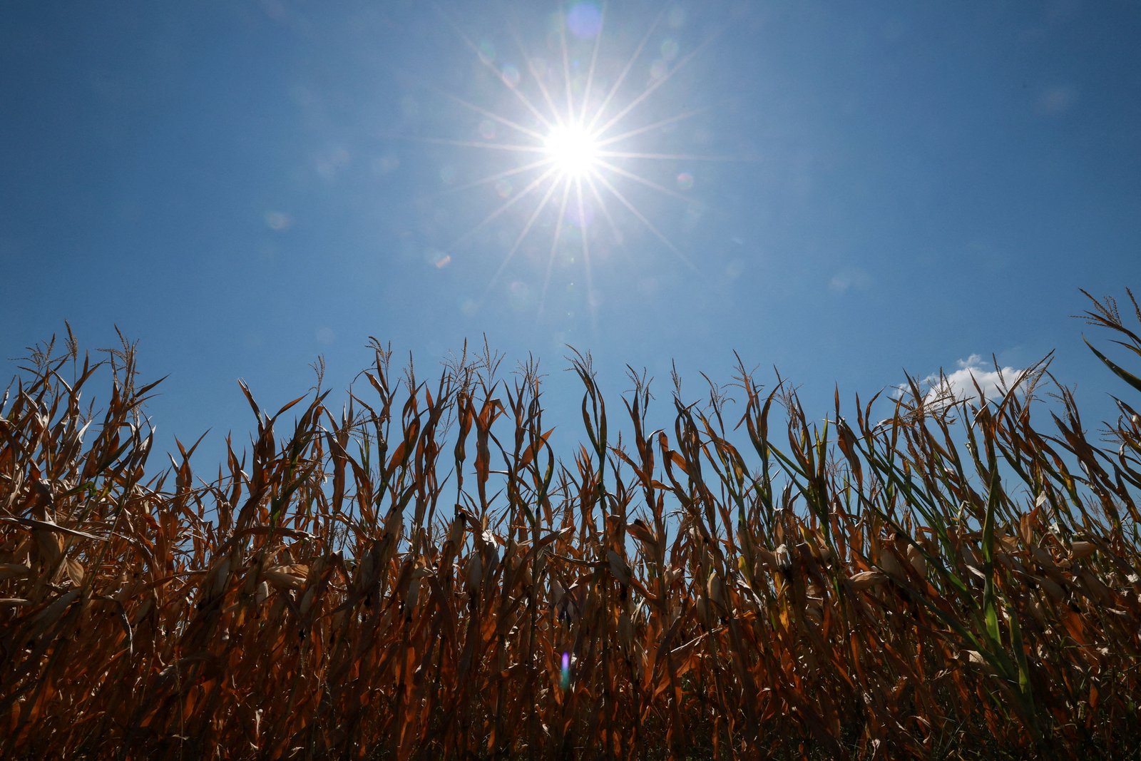 Europe’s heat strains global food supply