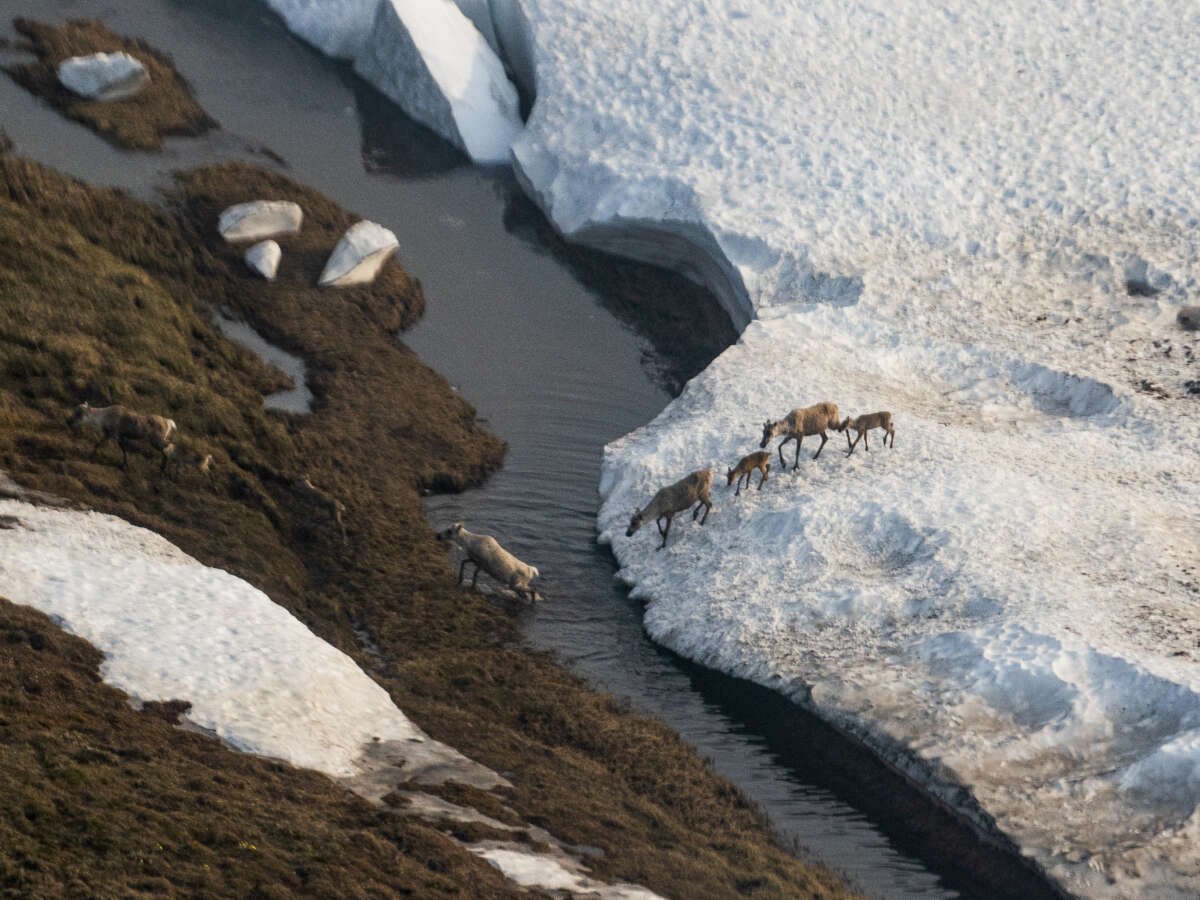 Trump’s Controversial Sale of Arctic Drilling Rights Draws Almost No Interest