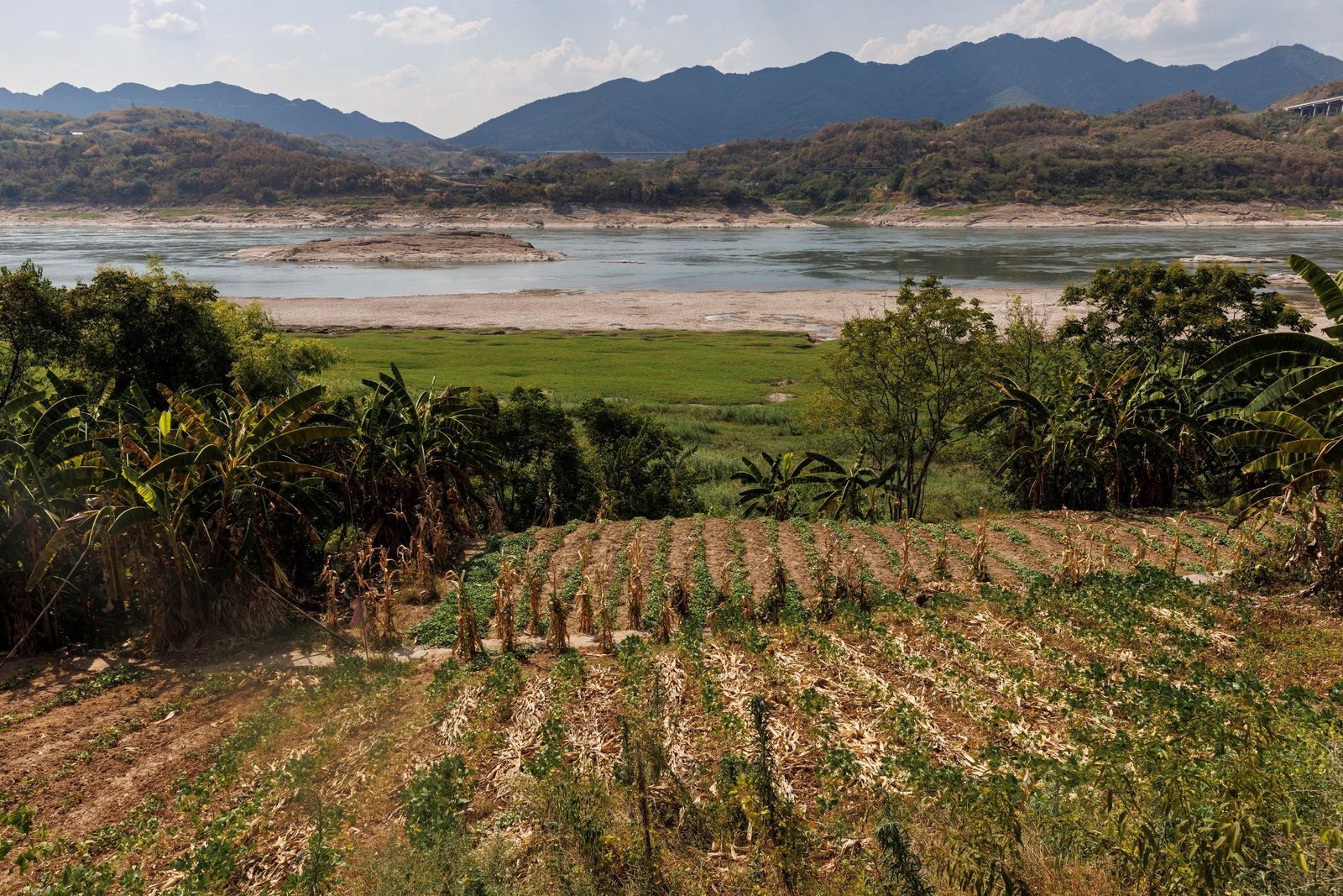 Yangtze River experiences major recovery after 2021 fishing ban