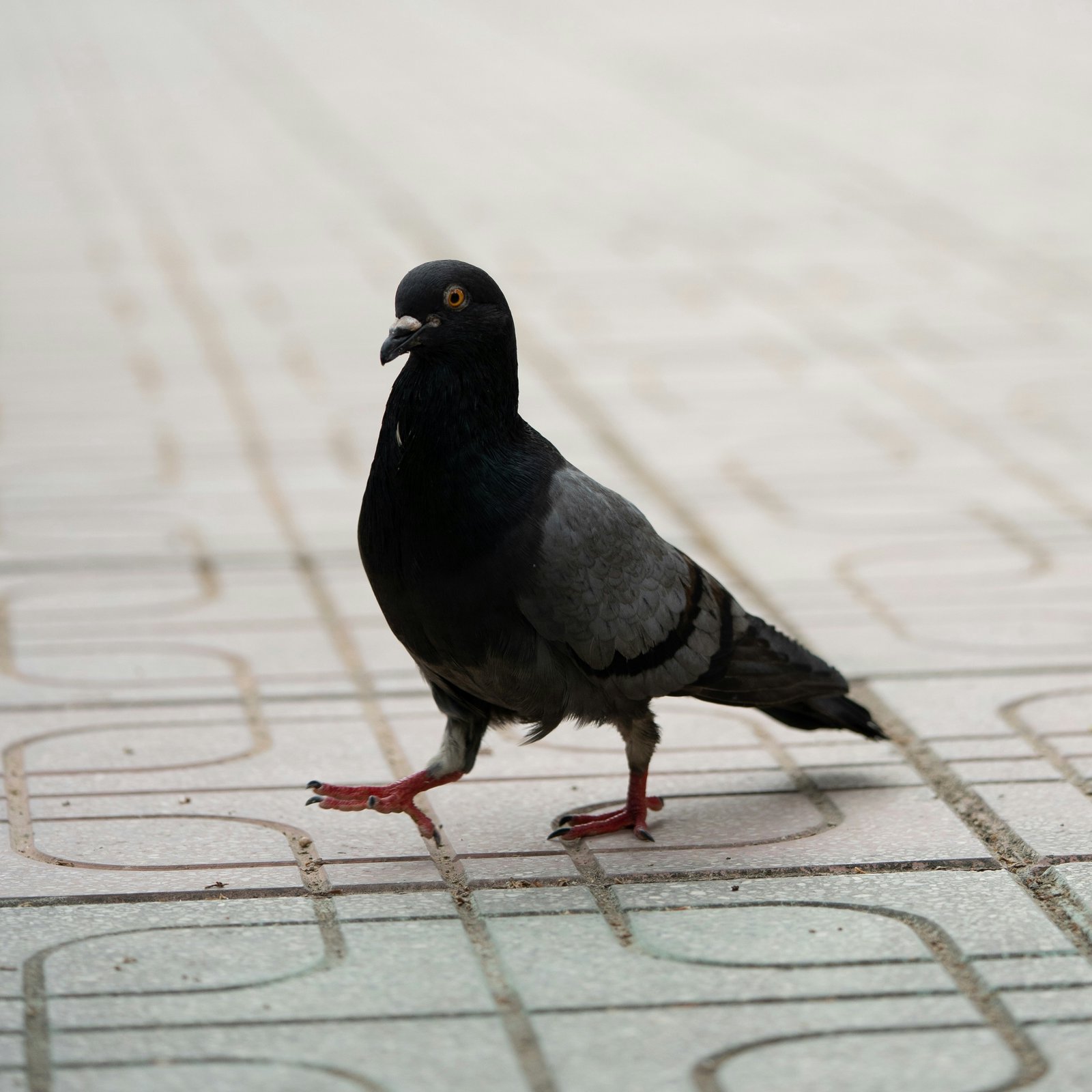 Hero of 2025: Plucky Pigeons