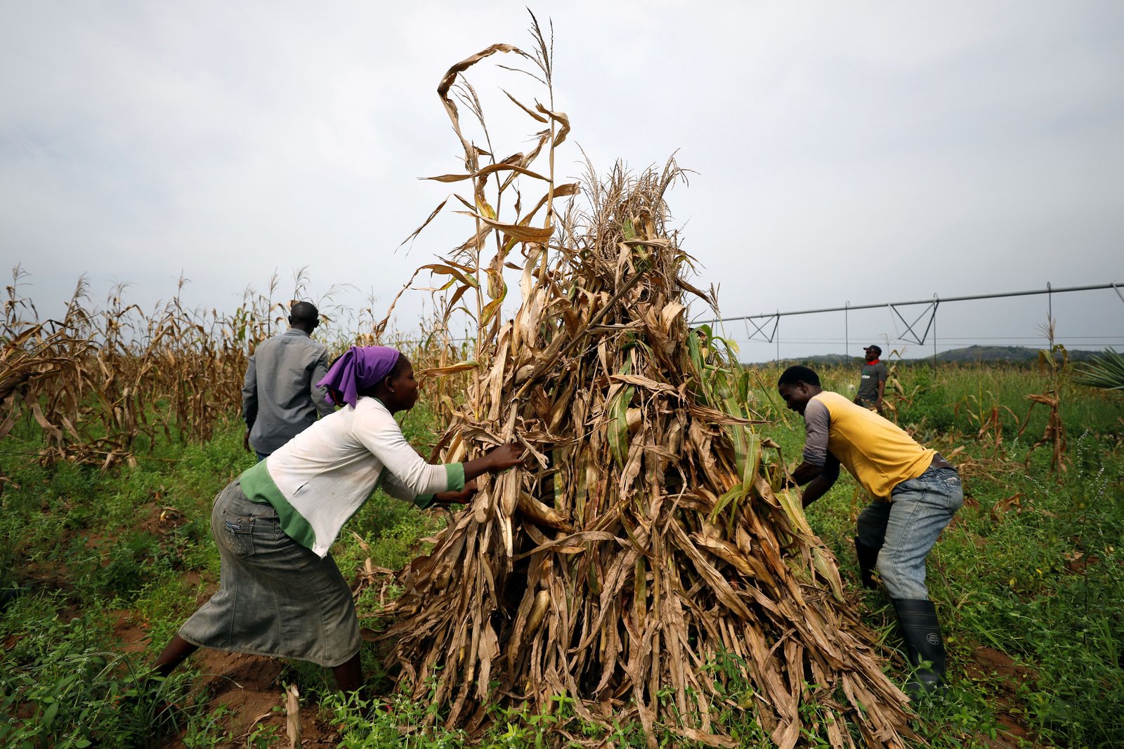 Fertilizer shortages threaten West African farmers