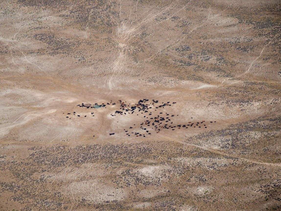 The First Major Overhaul of Public Lands Grazing Regulations in a Generation Looks to Cut Out Public Involvement