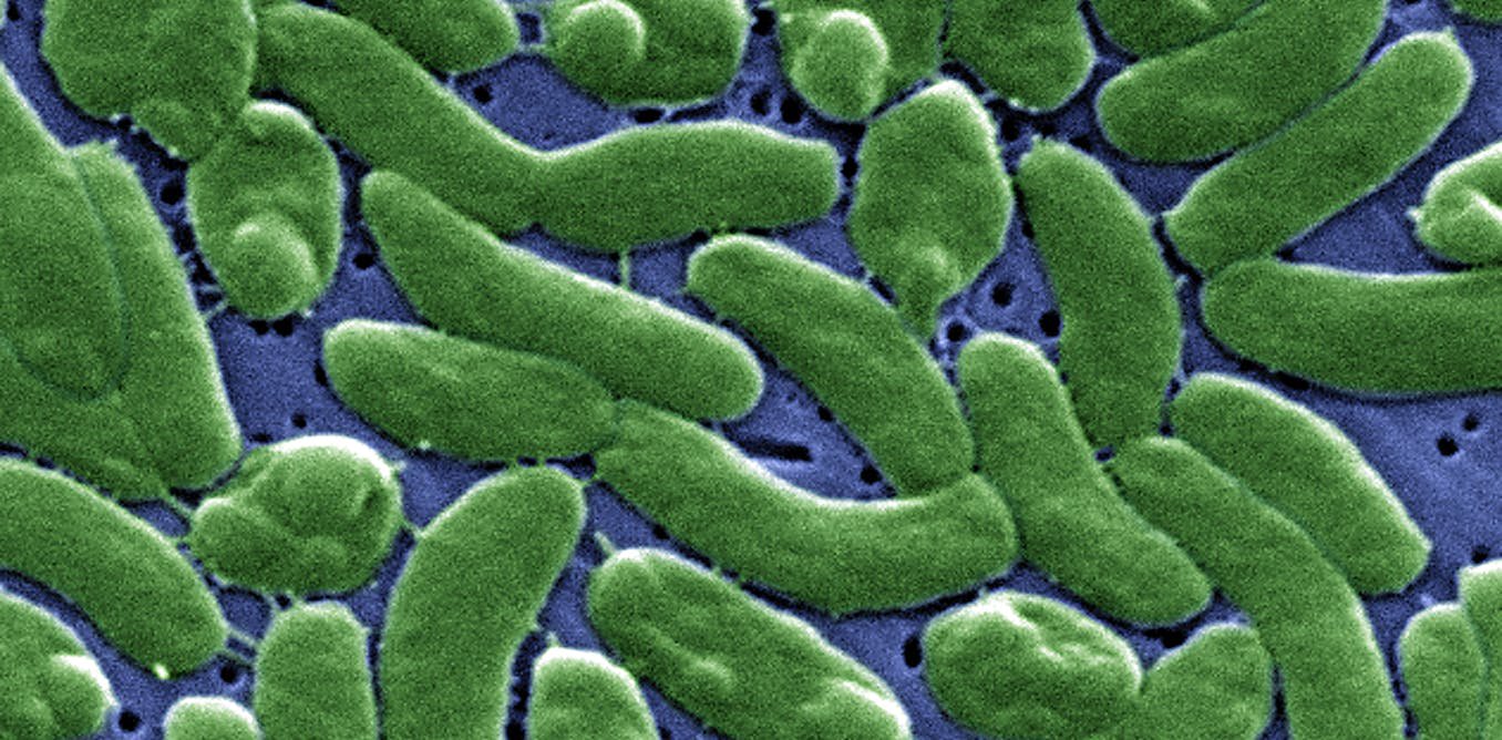 Flesh-eating bacteria are devouring limbs in warming waters worldwide − here’s how to protect yourself