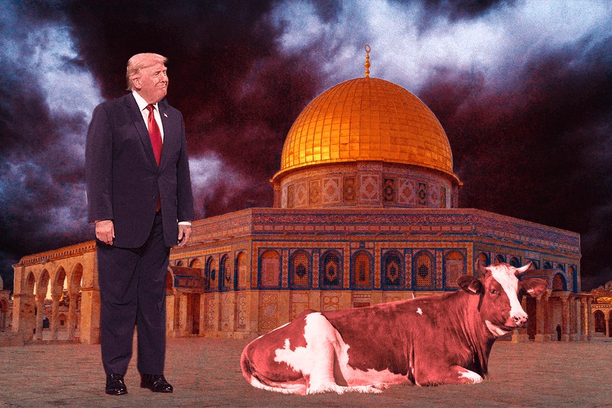 Holy Cow: The Red-Haired Heifer Uniting Christian Zionists and Israel’s Religious Right