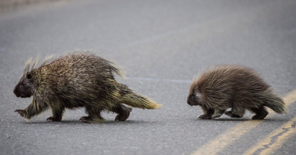 The Mystery of the Missing Porcupines