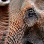 Grand Ol' Elephant Takes a Grand Ol' Leak in the Middle of the Texas GOP Convention
