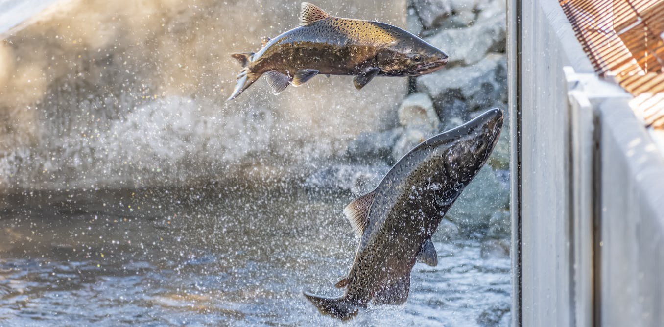 California’s salmon fishery is reopening after a population crash led to a 3-year closure, but that doesn’t mean all is well