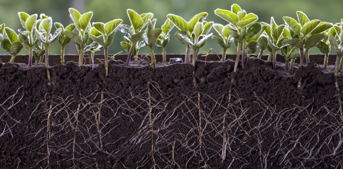 Fertilizers carry a hidden cost for soil’s crucial microbes – using less as prices rise might pay off for farms in unexpected ways