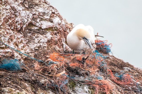 The Plague of Plastic: The Other Petroleum Curse