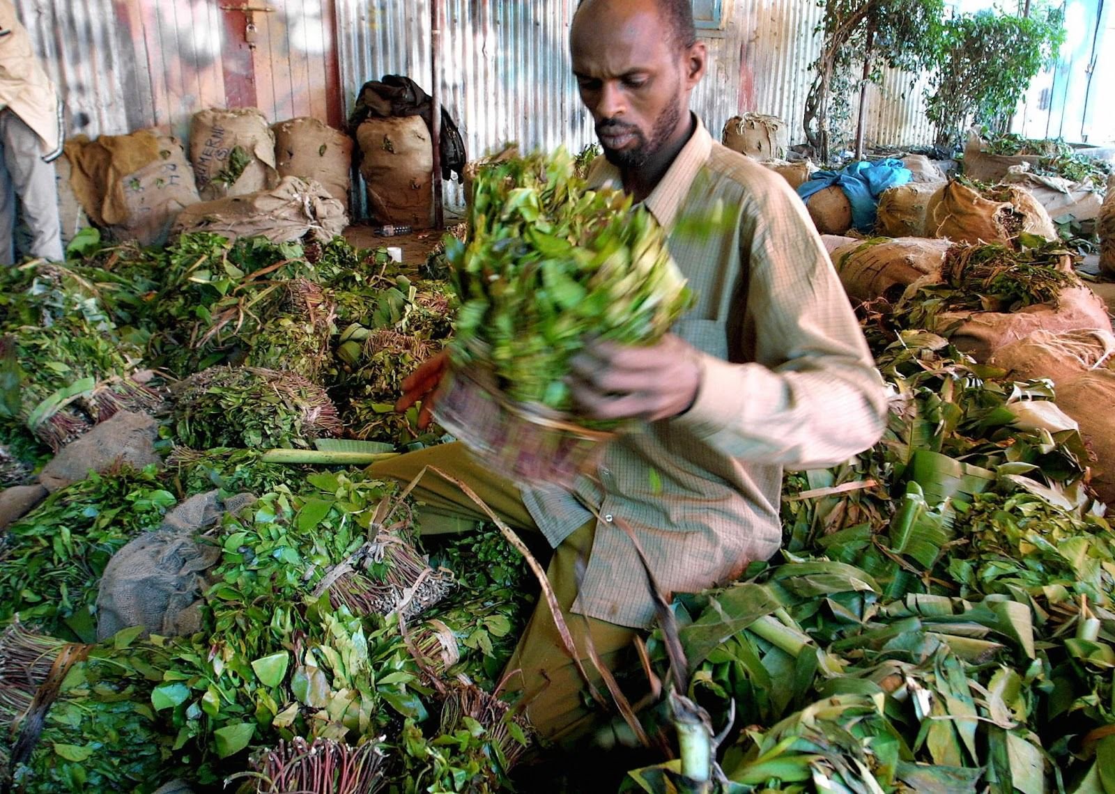How the khat lobby helped reopen the Kenya-Somalia border