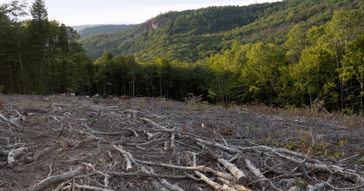 Federal Judge Nixes Rule That Enabled Clearcutting in the Name of Taming Wildfires
