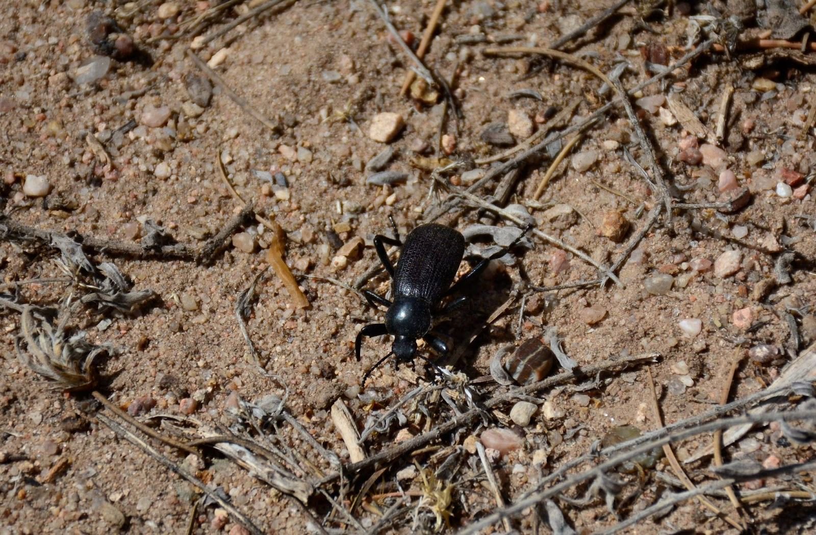 Scientists discover Namib Desert beetle cools down when running