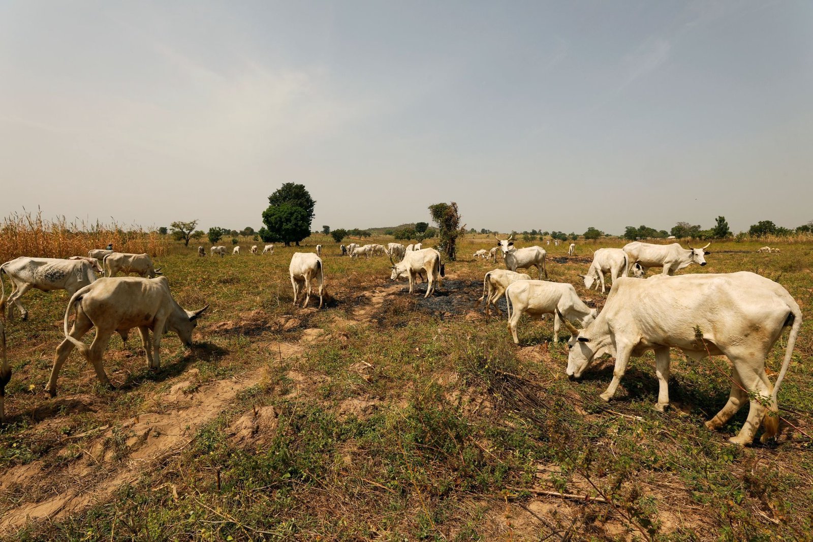 Nigeria launches $500 million agriculture fund