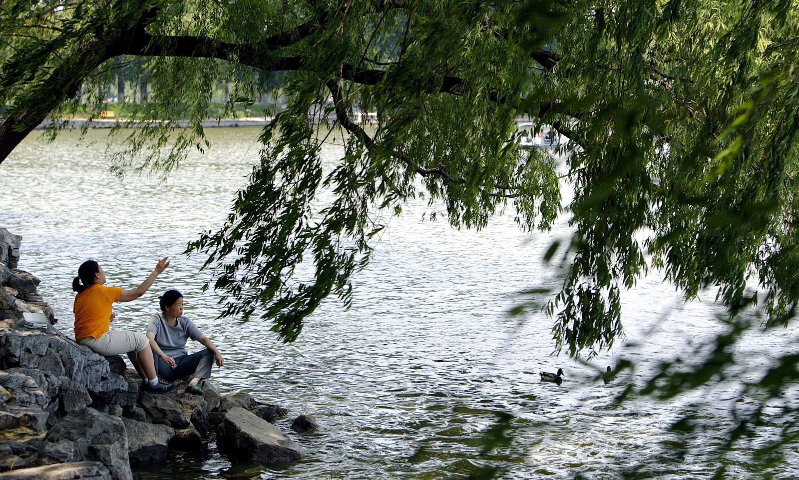 Trees counter half of the world’s urban heating, study finds