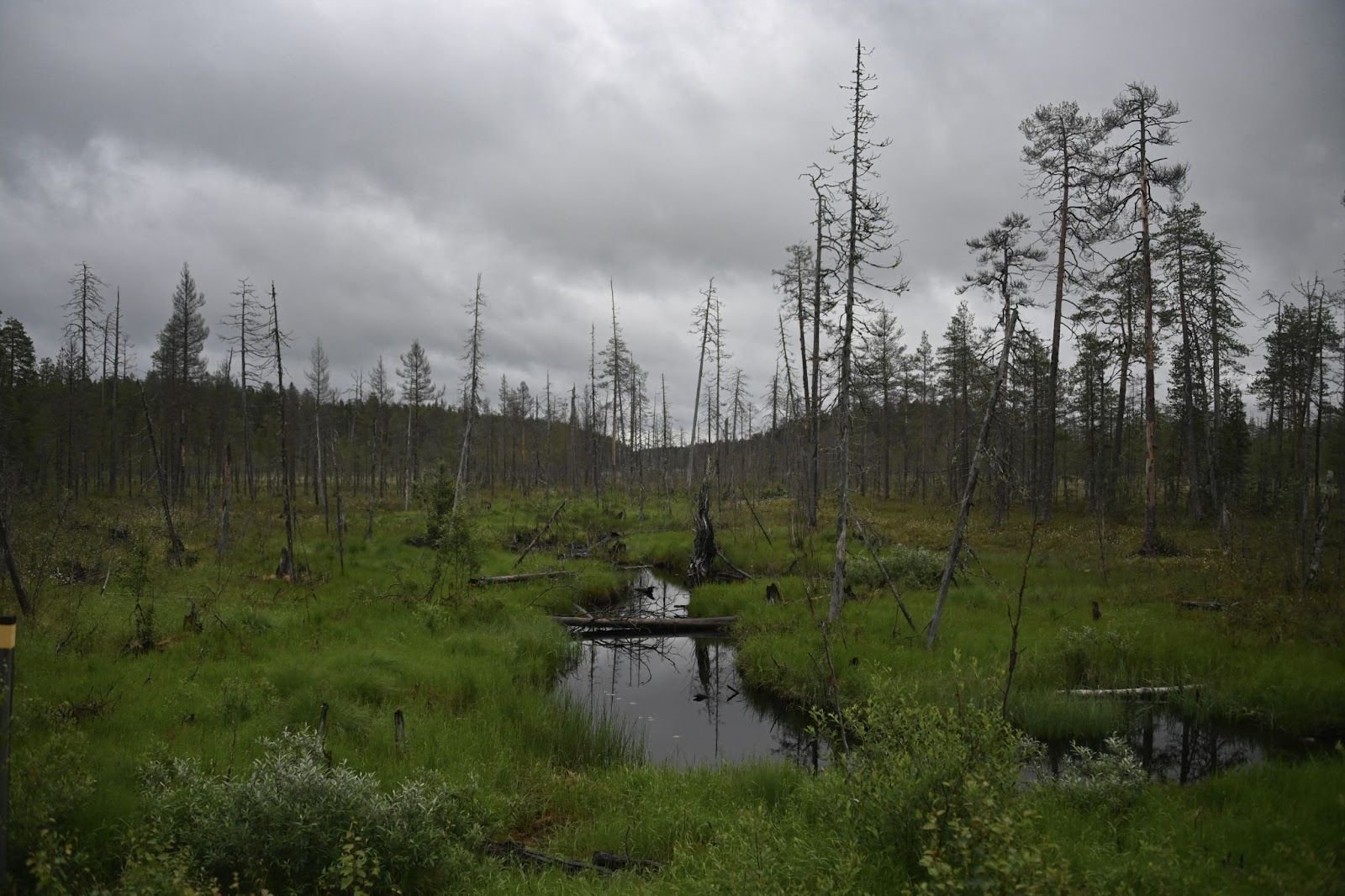 Finland, Poland look to peatlands as defense against Russia