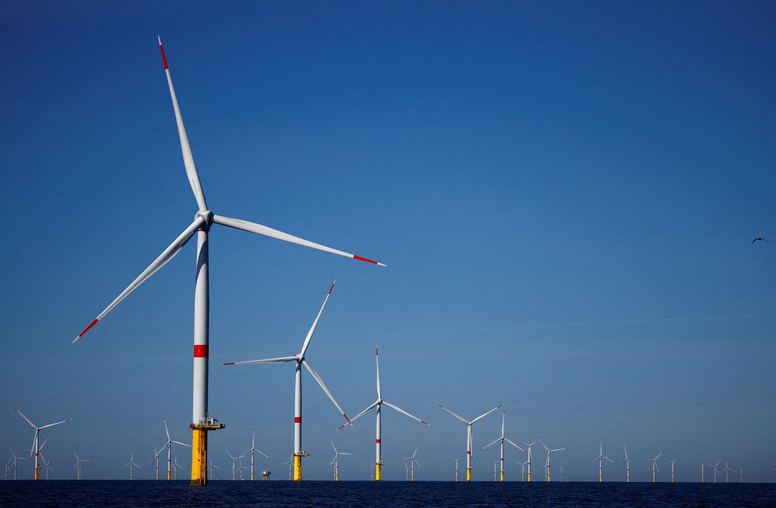 Offshore wind farms are helping marine life, research suggests
