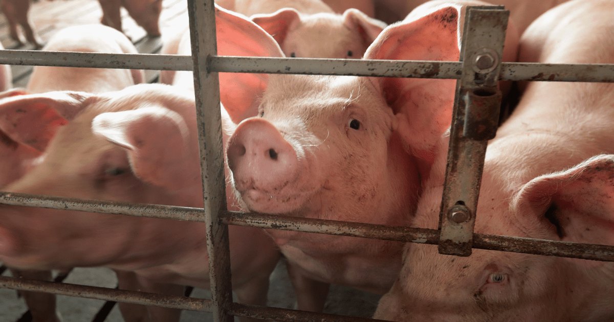 “Save Our Bacon” Act Would Bar States From Regulating Factory Farm Cruelty