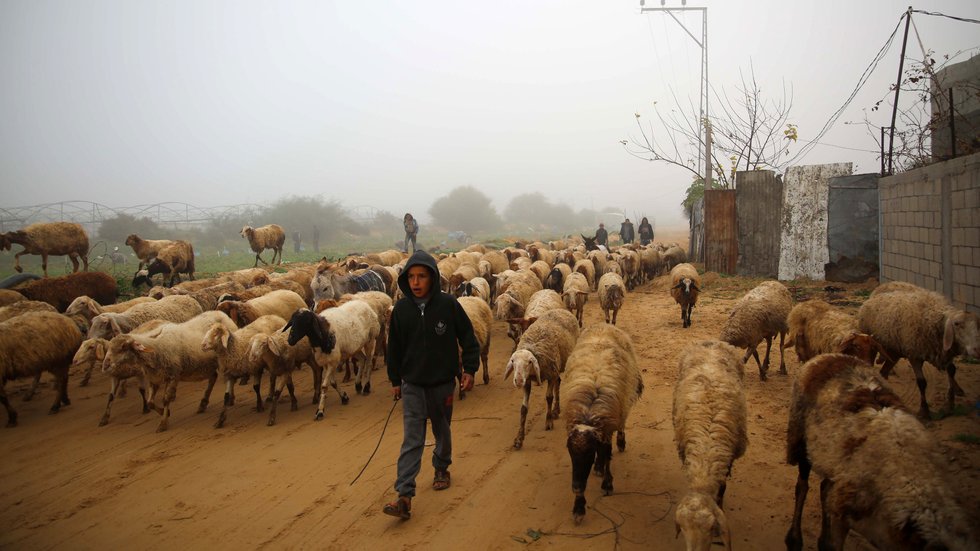 Despite Destruction, a Farmer in Gaza Persists