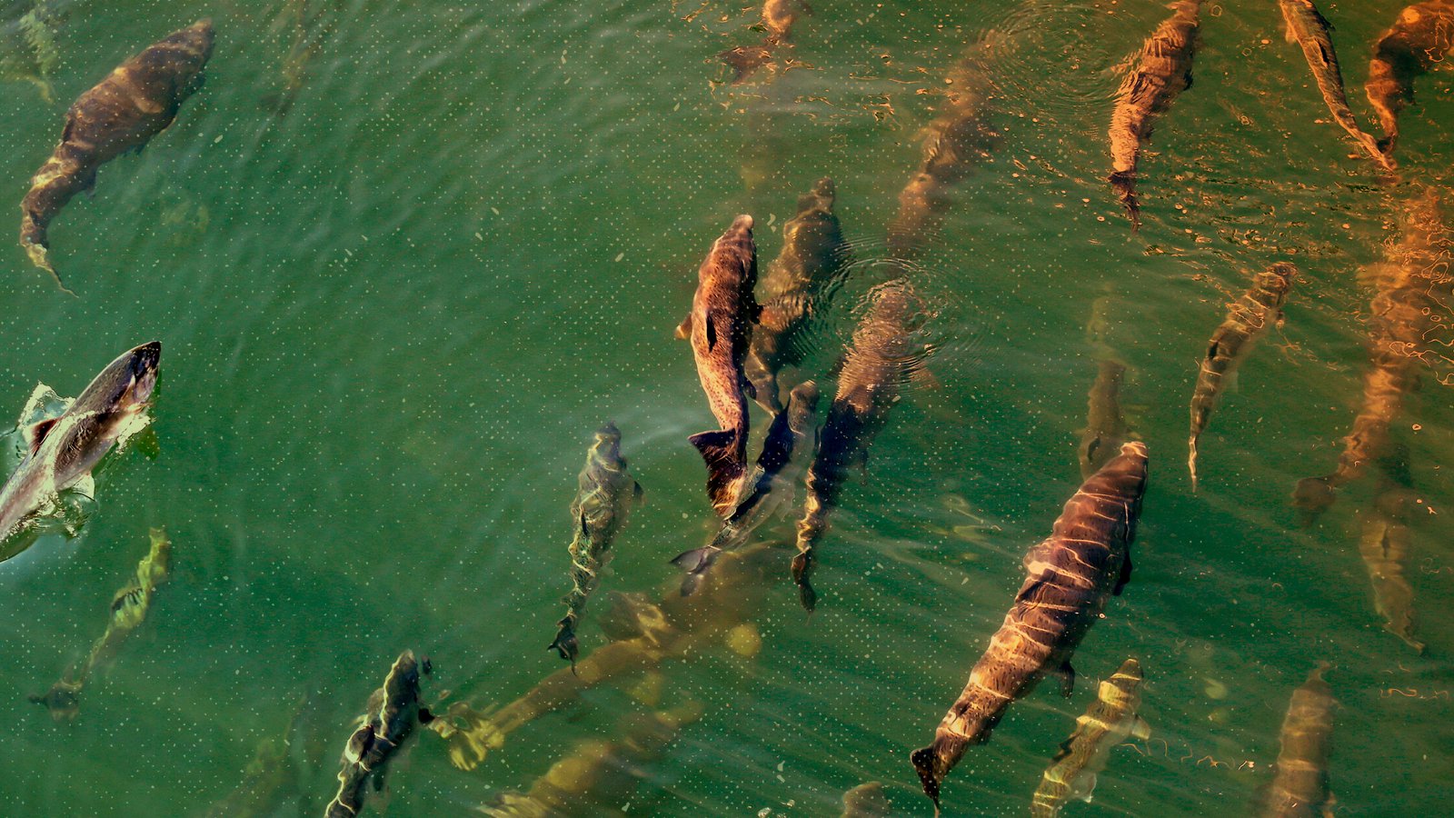  YOU LOVE TO SEE IT: The Salmon Strike Back 