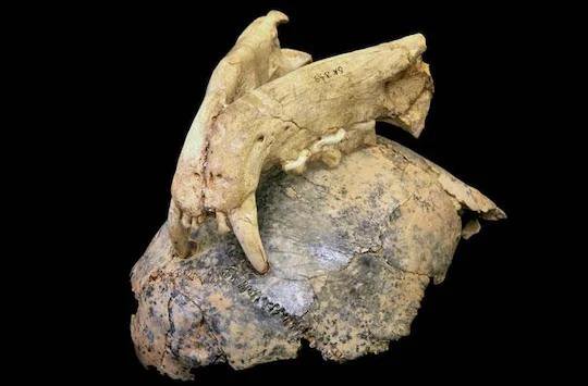 AI fossil analysis shows early humans weren’t yet apex predators